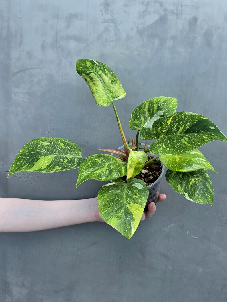 Variegated Philodendron White Princess Tricolor - Super Rare Live Collector Plant - Pink White Green Indoor Climbing Houseplant - US Seller