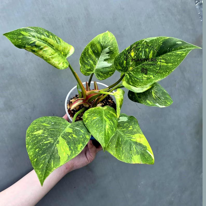 Variegated Philodendron White Princess Tricolor - Super Rare Live Collector Plant - Pink White Green Indoor Climbing Houseplant - US Seller