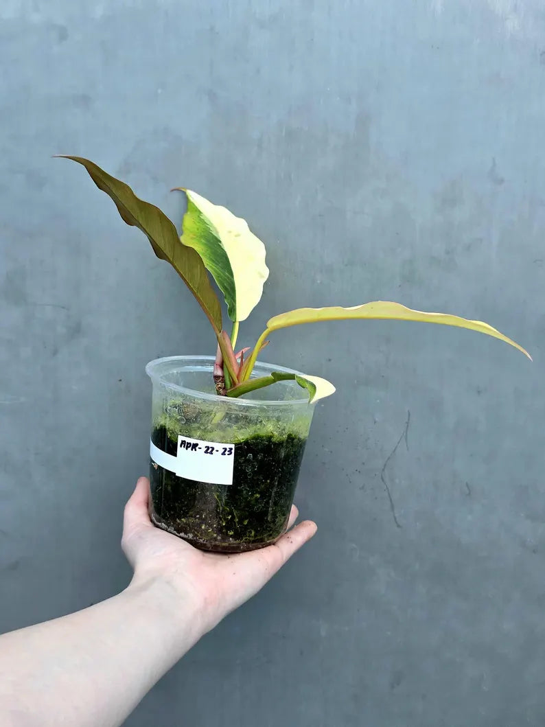 Super Rare Variegated Philodendron Caramel Marble EXACT Plant - Easy Care Indoor Plant - Stunning Collector’s Aroid - Gift Plant - US Seller