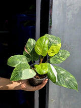 Variegated Philodendron White Princess Tricolor - Super Rare Live Collector Plant - Pink White Green Indoor Climbing Houseplant - US Seller