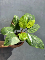 Variegated Philodendron White Princess Tricolor - Super Rare Live Collector Plant - Pink White Green Indoor Climbing Houseplant - US Seller