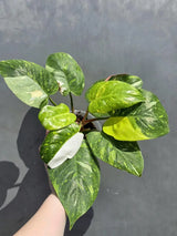Variegated Philodendron White Princess Tricolor - Super Rare Live Collector Plant - Pink White Green Indoor Climbing Houseplant - US Seller