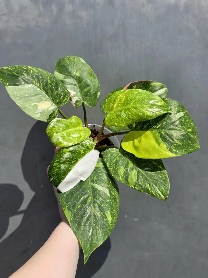 Variegated Philodendron White Princess Tricolor - Super Rare Live Collector Plant - Pink White Green Indoor Climbing Houseplant - US Seller