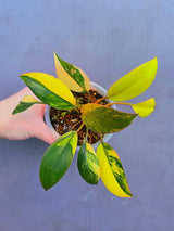 Variegated Philodendron Yellow Congo Live Plant - Super Rare Indoor - Collector's Aroid - EXACT Plant - US Seller