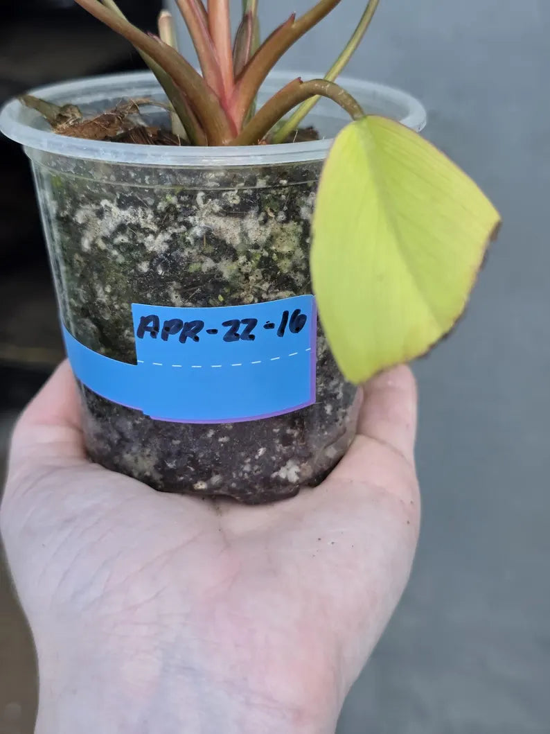 Variegated Philodendron Yellow Congo Live Plant - Super Rare Indoor - Collector's Aroid - EXACT Plant - US Seller