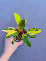 Variegated Philodendron Yellow Congo Live Plant - Super Rare Indoor - Collector's Aroid - EXACT Plant - US Seller