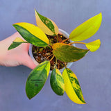 Variegated Philodendron Yellow Congo Live Plant - Super Rare Indoor - Collector's Aroid - EXACT Plant - US Seller