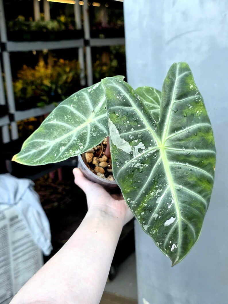 Alocasia Pink Dragon Albo Variegated Plant - Rare Pink Stem Elephant Ear - Exotic Collector Indoor Plant - Exact Same Plant - US Seller