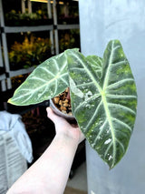 Alocasia Pink Dragon Albo Variegated Plant - Rare Pink Stem Elephant Ear - Exotic Collector Indoor Plant - Exact Same Plant - US Seller