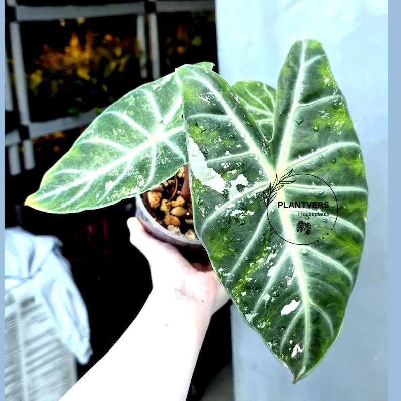 Alocasia Pink Dragon Albo Variegated Plant - Rare Pink Stem Elephant Ear - Exotic Collector Indoor Plant - Exact Same Plant - US Seller
