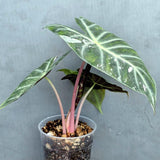 Alocasia Pink Dragon Albo Variegated Plant - Rare Pink Stem Elephant Ear - Exotic Collector Indoor Plant - Exact Same Plant - US Seller