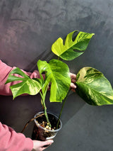 Monstera Aurea Variegated Borsigiana in a Nursery Pot - Rare Monstera Marmota - SAME Plant - US Seller
