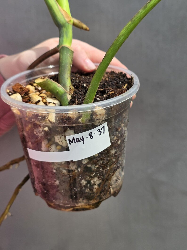 Monstera Aurea Variegated Borsigiana in a Nursery Pot - Rare Monstera Marmota - SAME Plant - US Seller