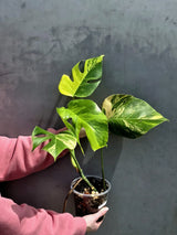 Monstera Aurea Variegated Borsigiana in a Nursery Pot - Rare Monstera Marmota - SAME Plant - US Seller