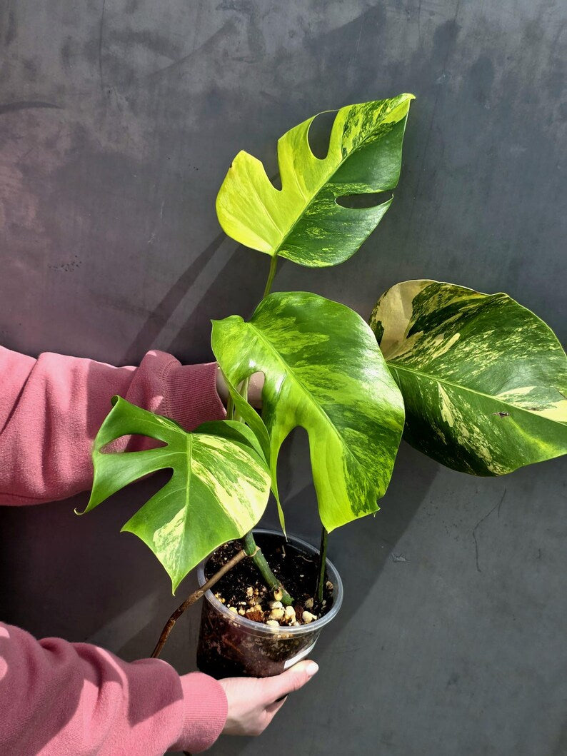 Monstera Aurea Variegated Borsigiana in a Nursery Pot - Rare Monstera Marmota - SAME Plant - US Seller