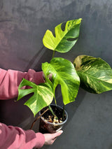 Monstera Aurea Variegated Borsigiana in a Nursery Pot - Rare Monstera Marmota - SAME Plant - US Seller
