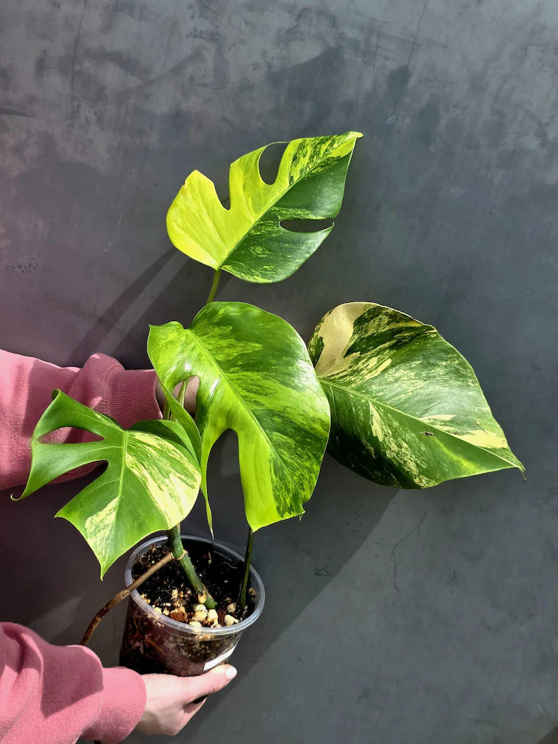 Monstera Aurea Variegated Borsigiana in a Nursery Pot - Rare Monstera Marmota - SAME Plant - US Seller