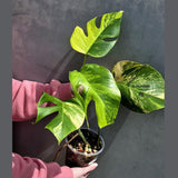 Monstera Aurea Variegated Borsigiana in a Nursery Pot - Rare Monstera Marmota - SAME Plant - US Seller