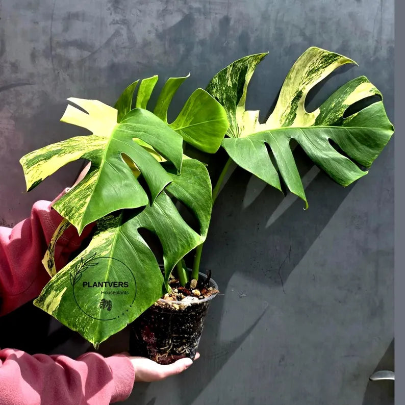 Monstera Aurea Variegated Borsigiana in a Nursery Pot - Rare Monstera Marmota - SAME Plant - US Seller