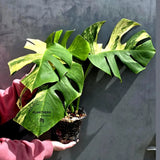 Monstera Aurea Variegated Borsigiana in a Nursery Pot - Rare Monstera Marmota - SAME Plant - US Seller