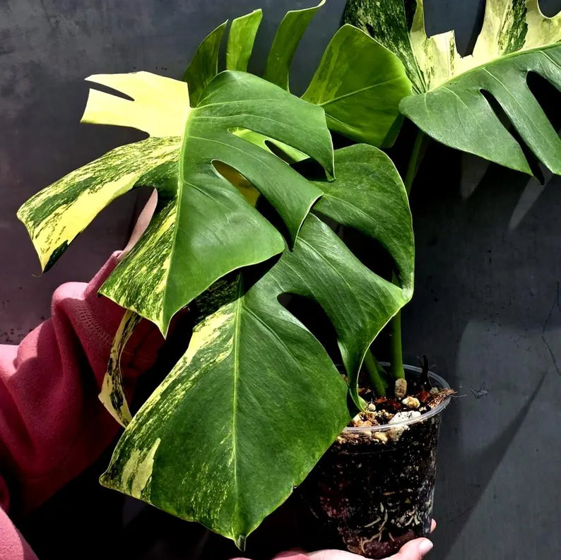 Monstera Aurea Variegated Borsigiana in a Nursery Pot - Rare Monstera Marmota - SAME Plant - US Seller