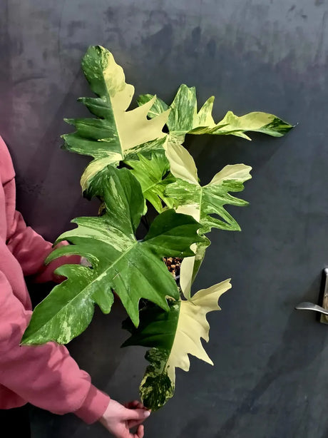 Variegated Philodendron Florida Beauty x Mayoi - Extremely Rare Collector Aroid Live Plant - Exact Same Plant - US Seller