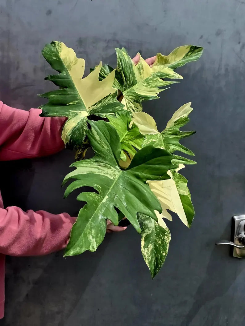 Variegated Philodendron Florida Beauty x Mayoi - Extremely Rare Collector Aroid Live Plant - Exact Same Plant - US Seller