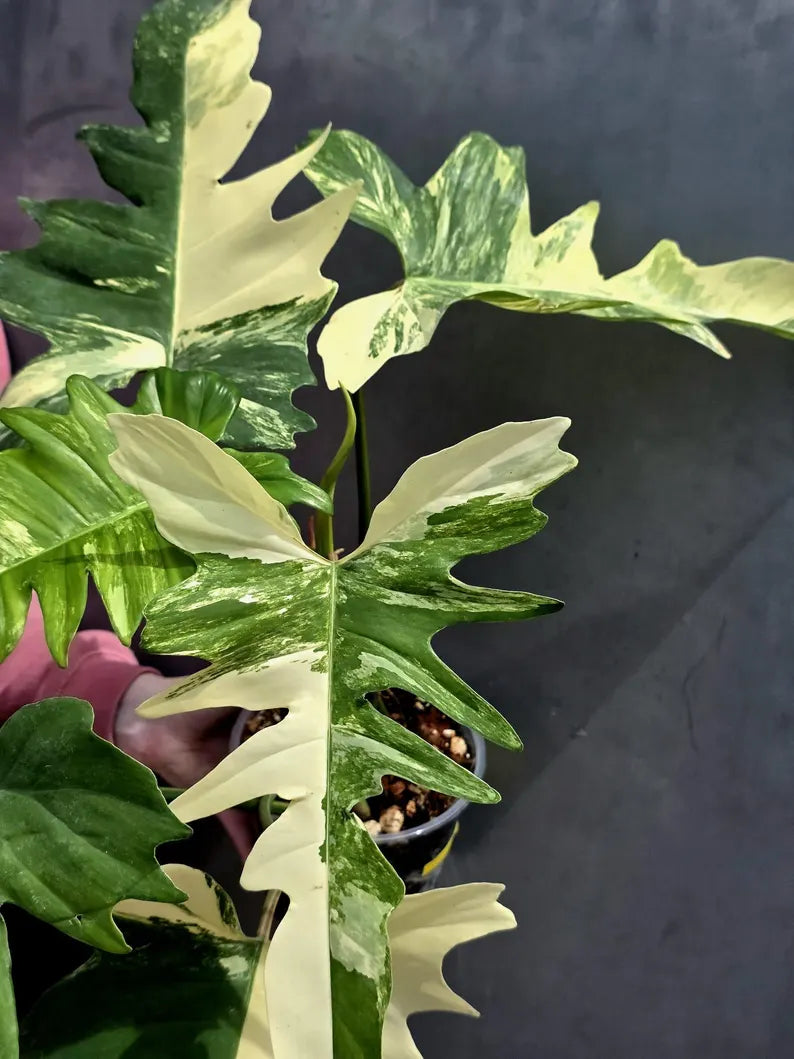 Variegated Philodendron Florida Beauty x Mayoi - Extremely Rare Collector Aroid Live Plant - Exact Same Plant - US Seller
