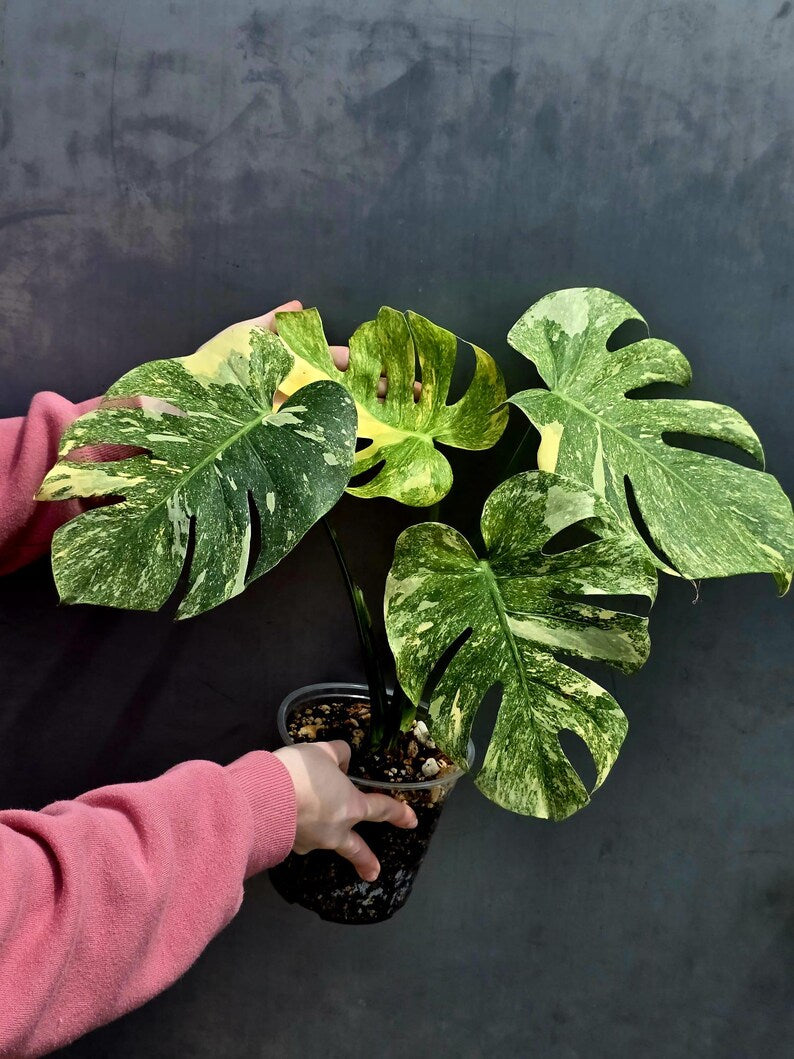 Variegated Monstera Legacy Live Plant - Extremely Rare Monstera Plant - EXACT Plant US Seller