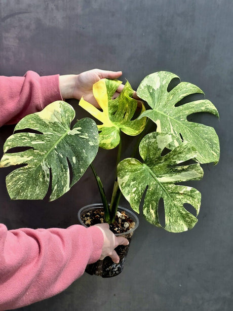 Variegated Monstera Legacy Live Plant - Extremely Rare Monstera Plant - EXACT Plant US Seller