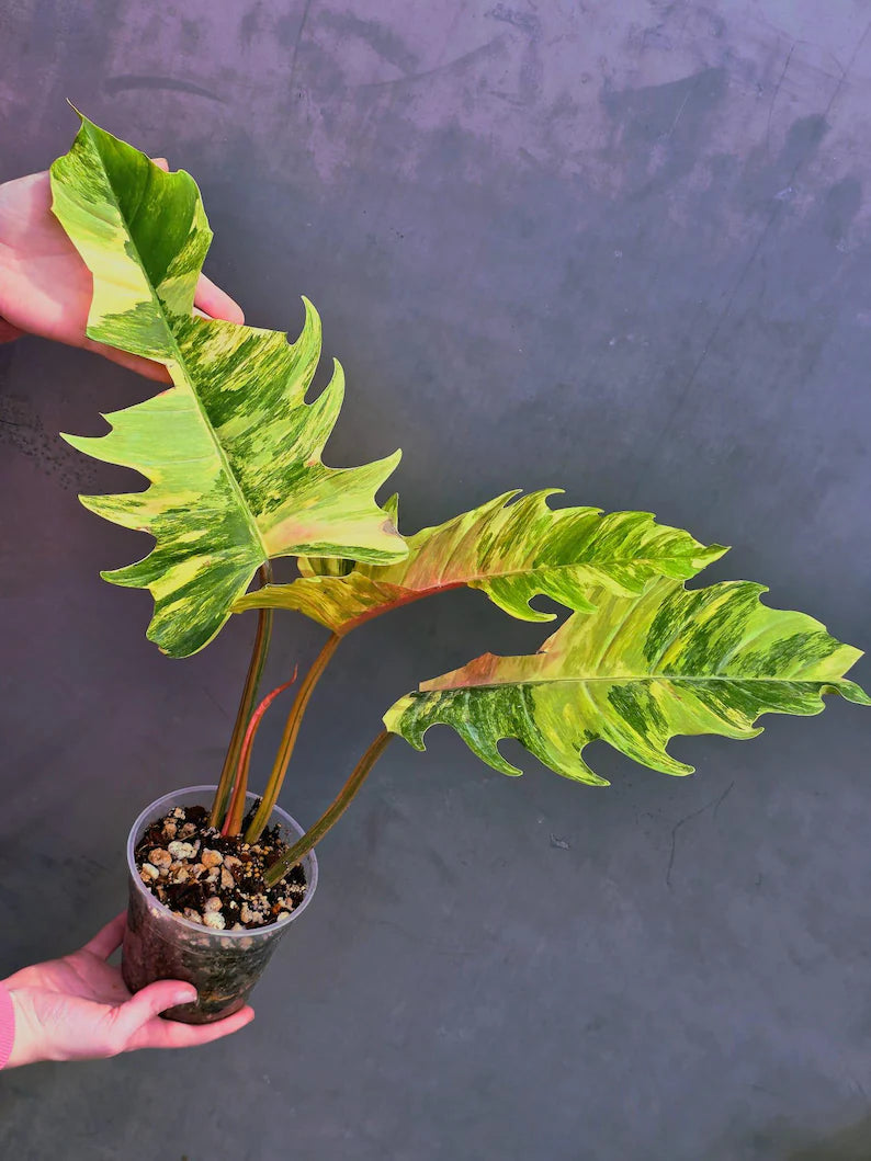Super Rare Variegated Philodendron Caramel Marble EXACT Plant - Easy Care Indoor Plant - Stunning Collector’s Aroid - Gift Plant - US Seller
