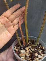 Super Rare Variegated Philodendron Caramel Marble EXACT Plant - Easy Care Indoor Plant - Stunning Collector’s Aroid - Gift Plant - US Seller