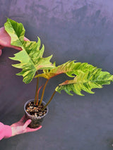 Super Rare Variegated Philodendron Caramel Marble EXACT Plant - Easy Care Indoor Plant - Stunning Collector’s Aroid - Gift Plant - US Seller