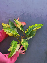 Super Rare Variegated Philodendron Caramel Marble EXACT Plant - Easy Care Indoor Plant - Stunning Collector’s Aroid - Gift Plant - US Seller