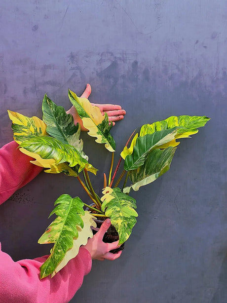 Super Rare Variegated Philodendron Caramel Marble EXACT Plant - Easy Care Indoor Plant - Stunning Collector’s Aroid - Gift Plant - US Seller
