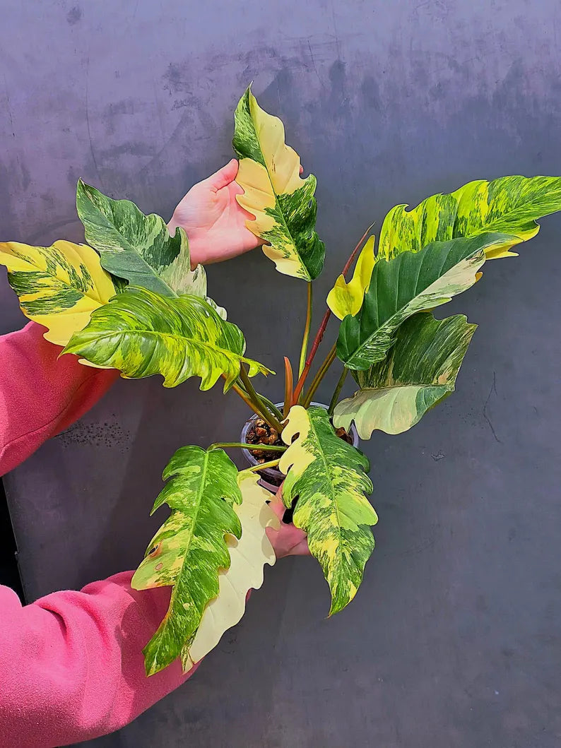 Super Rare Variegated Philodendron Caramel Marble EXACT Plant - Easy Care Indoor Plant - Stunning Collector’s Aroid - Gift Plant - US Seller