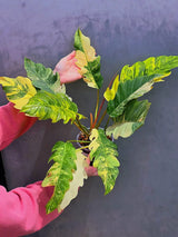 Super Rare Variegated Philodendron Caramel Marble EXACT Plant - Easy Care Indoor Plant - Stunning Collector’s Aroid - Gift Plant - US Seller