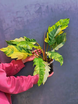 Super Rare Variegated Philodendron Caramel Marble EXACT Plant - Easy Care Indoor Plant - Stunning Collector’s Aroid - Gift Plant - US Seller