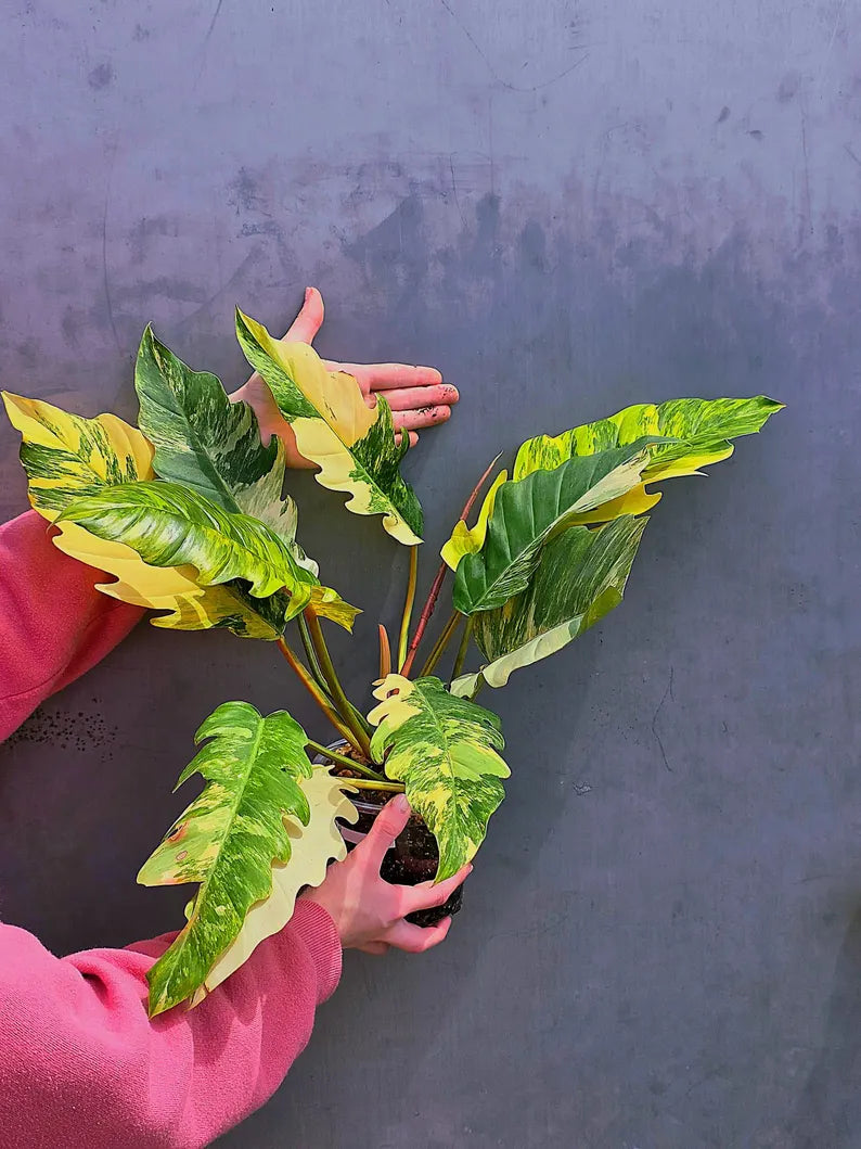 Super Rare Variegated Philodendron Caramel Marble EXACT Plant - Easy Care Indoor Plant - Stunning Collector’s Aroid - Gift Plant - US Seller