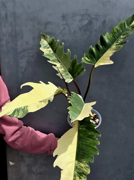 Super Rare Variegated Philodendron Caramel Marble EXACT Plant - Easy Care Indoor Plant - Stunning Collector’s Aroid - Gift Plant - US Seller