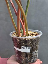 Super Rare Variegated Philodendron Caramel Marble EXACT Plant - Easy Care Indoor Plant - Stunning Collector’s Aroid - Gift Plant - US Seller