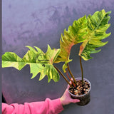 Super Rare Variegated Philodendron Caramel Marble EXACT Plant - Easy Care Indoor Plant - Stunning Collector’s Aroid - Gift Plant - US Seller