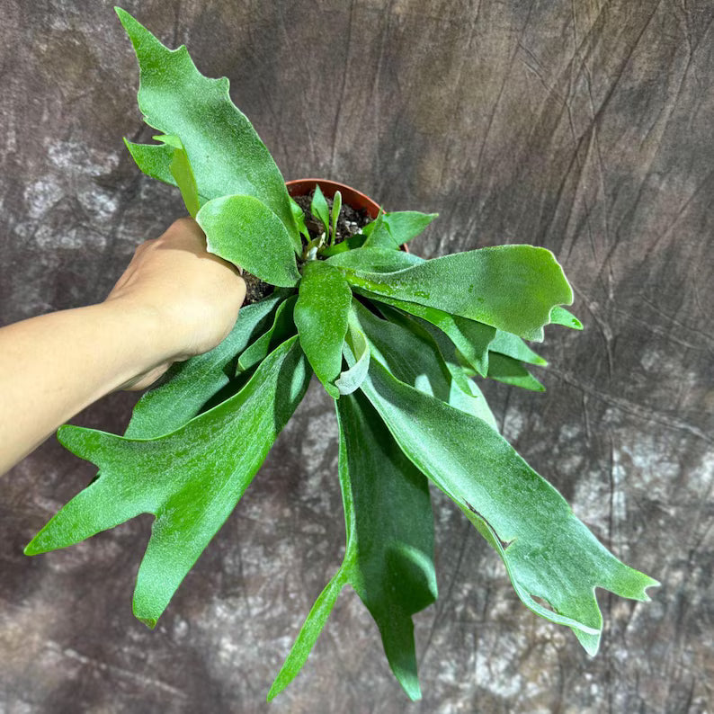 Staghorn Fern in 4" Grow Pot – Platycerium Bifurcatum An Unique Epiphytic Indoor Plant – Easy Care Air-Purifying Tropical Houseplant