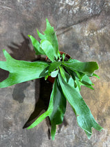 Staghorn Fern in 4" Grow Pot – Platycerium Bifurcatum An Unique Epiphytic Indoor Plant – Easy Care Air-Purifying Tropical Houseplant