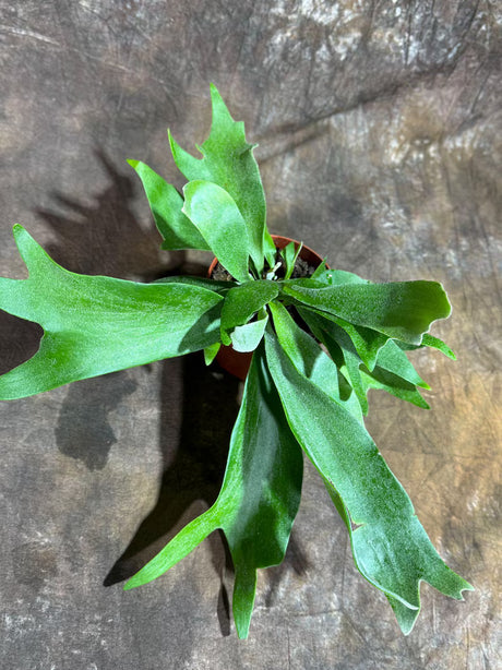 Staghorn Fern in 4" Grow Pot – Platycerium Bifurcatum An Unique Epiphytic Indoor Plant – Easy Care Air-Purifying Tropical Houseplant