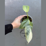 Super Rare Philodendron Silver Sword Variegated Plant - Collectors Plant - Rare Variegated Aroid Live Plant - Exact Same Plant - Us Seller