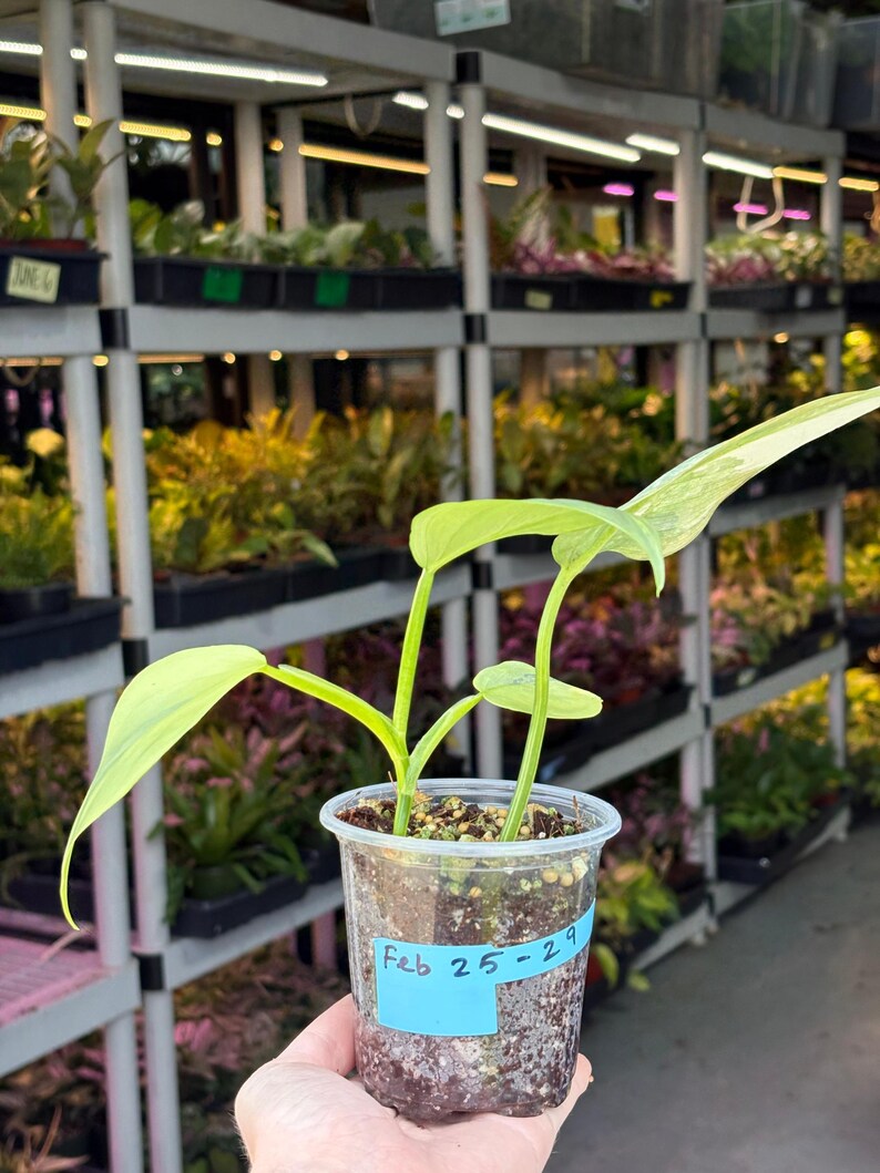 Super Rare Philodendron Silver Sword Variegated Plant - Collectors Plant - Rare Variegated Aroid Live Plant - Exact Same Plant - Us Seller