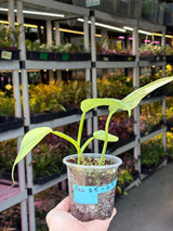 Super Rare Philodendron Silver Sword Variegated Plant - Collectors Plant - Rare Variegated Aroid Live Plant - Exact Same Plant - Us Seller
