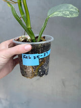 Super Rare Philodendron Silver Sword Variegated Plant - Collectors Plant - Rare Variegated Aroid Live Plant - Exact Same Plant - Us Seller