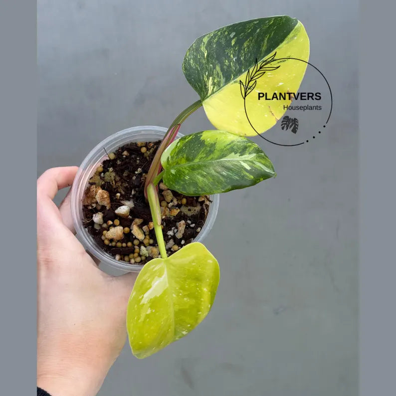 Philodendron White Princess Tricolor - Super Rare Variegated Aroid - Indoor Climbing Houseplant Collector Plant - Same Plant - US Seller